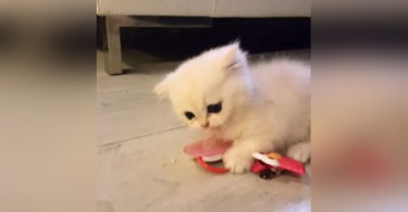 Kitten Playing With His New Favorite Toy And Will Never Let Go