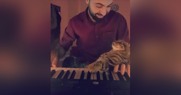 Kitty Enjoys Listening To His Human Playing His Favorite Song On The Piano