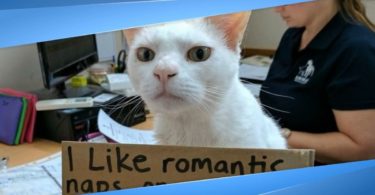 Kitty Was Living 436 Days In Shelter Until Staff Come Up With A Brilliant Idea