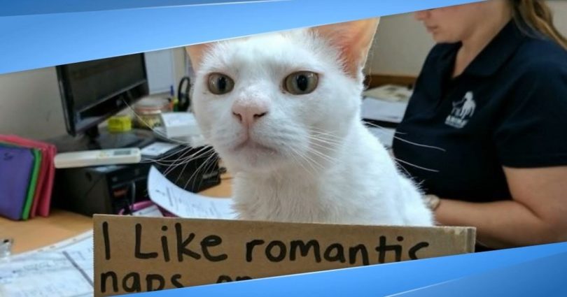 Kitty Was Living 436 Days In Shelter Until Staff Come Up With A Brilliant Idea