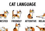 Learn How To Understand The Cat Language Better