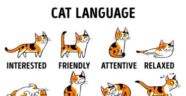 Learn How To Understand The Cat Language Better