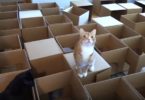 Man Creates 50 Box Cat Maze For His 2 Cats To Celebrate International Cat Day