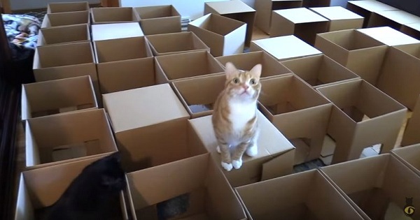 Man Creates 50 Box Cat Maze For His 2 Cats To Celebrate International Cat Day