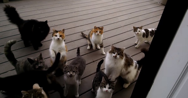 Man Enjoys The Perfect Cat Chorus Every Day!