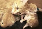 Mommy Cat Talking To Her Little Kittens