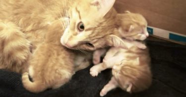 Mommy Cat Talking To Her Little Kittens