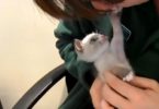 Rescued Kitten Can`t Stop Hugging and Kissing New Mommy