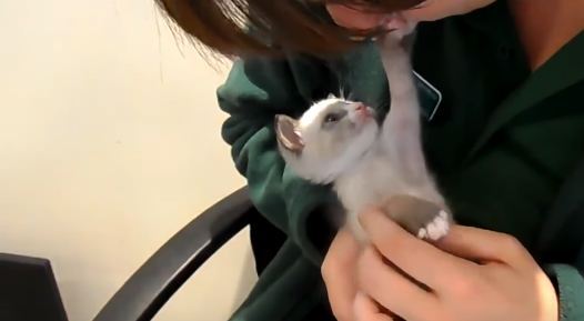 Rescued Kitten Can`t Stop Hugging and Kissing New Mommy