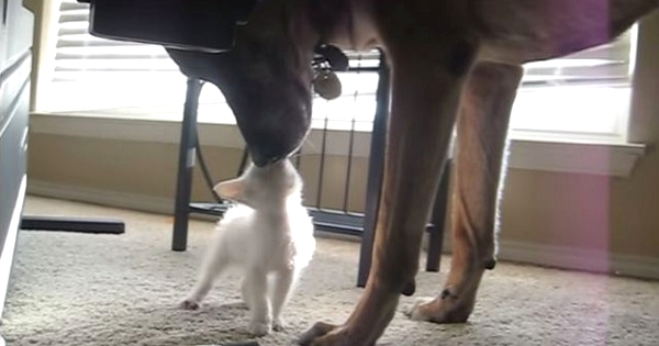 Retired Military Dog Sees A Kitten For The Very First Time