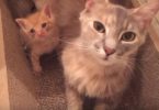 Sad Brokenhearted Cat Never Lost Her Motherly Instinct And Adopts An Orphaned Kitten