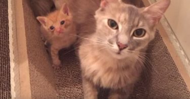 Sad Brokenhearted Cat Never Lost Her Motherly Instinct And Adopts An Orphaned Kitten