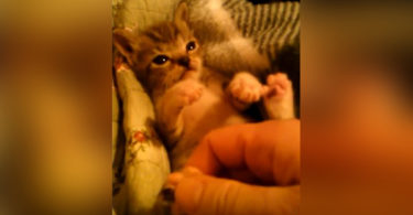 Squeaky Tiny Kitten Loves Playing With His Human