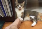 The Kitten Can`t Handle The Smell Of Her Owner`s Foot