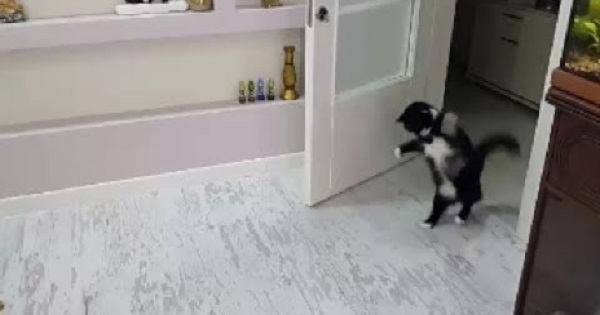 This Is The Cutest And Funniest Kitten Walk Hop Ever!