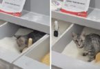 This Naughty Kitty Was Caught "Playing" In The Sugar In Supermarket