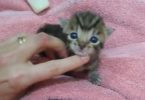 Tiny Kitten Meowing For The First Time Sounds Like A Duck