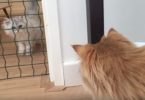 Two Cats Meeting Each Other For The First Time