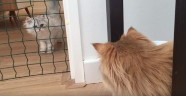 Two Cats Meeting Each Other For The First Time