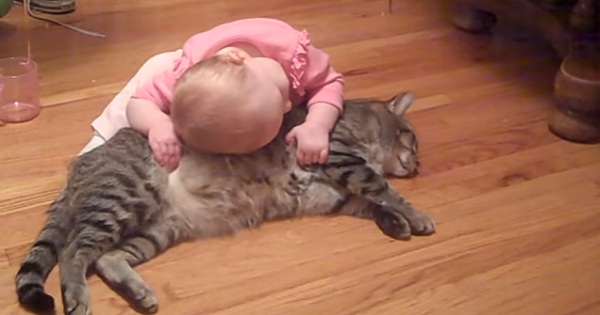 Very Patient And Docile Kitty Playing With Her Little Human