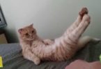 What Will Happen If You Tickle Your Cat`s Feet?
