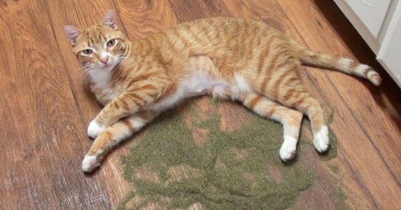 Why Cats Are So Fascinated By Catnip