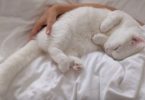 White Kitty With Fascinating Purr Loves Cuddling With Her Mommy