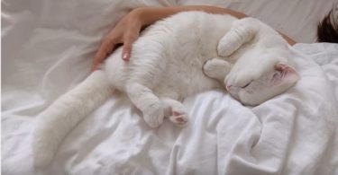White Kitty With Fascinating Purr Loves Cuddling With Her Mommy
