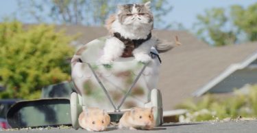 what if cats ruled the world