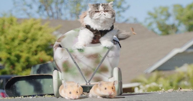what if cats ruled the world