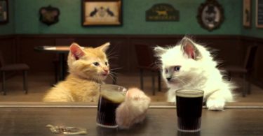 2 Cute Irish Kittens Have A Serious Conversation While Sharing A Guinness