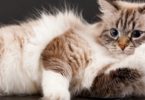 7 Facts You Probably Not Realize About Your Kitty
