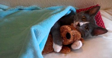 Before Sleeping This Cute Little Kitten Is Hugging His Teddy Bear