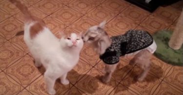 Cat Adopts Rescued Baby Goat And Becomes His Dad
