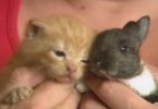 Cat Adopts a Baby Rabbit And Becomes His Mommy