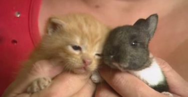 Cat Adopts a Baby Rabbit And Becomes His Mommy
