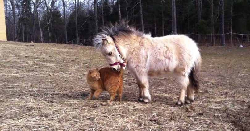 Cat And Mini Horse Living Together Are Best Friends