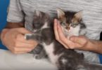 Cat Lovers Get Surprised By Cutest Present - Box With Kittens