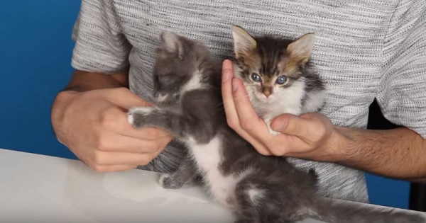 Cat Lovers Get Surprised By Cutest Present - Box With Kittens