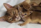 Cat Mommy Loves Her Babies So Much