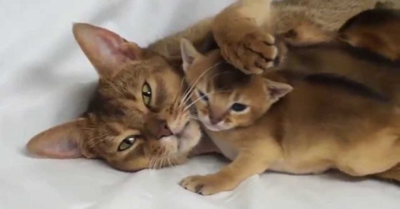 Cat Mommy Loves Her Babies So Much
