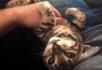 Cute Conversation Between A Bengal Kitten and His Daddy