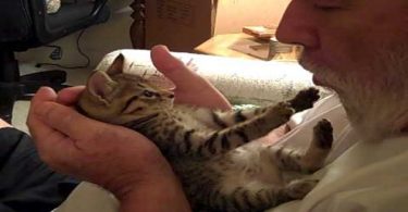 Kitten Has The Sweetest Reaction When Her Daddy Kisses Her Tummy