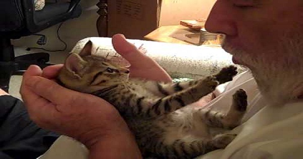 Kitten Has The Sweetest Reaction When Her Daddy Kisses Her Tummy