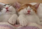 Cute Kitten Twins Sleeping Side By Side In Their Own Bed