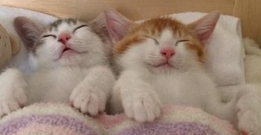Cute Kitten Twins Sleeping Side By Side In Their Own Bed