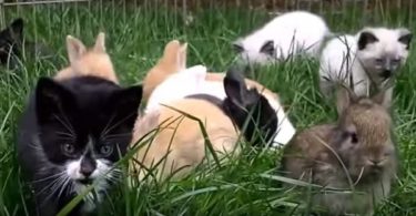 Cute Kittens Raised By Rabbits And Now They All Hopping Like Real Rabbits