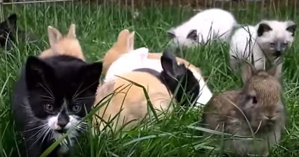 Cute Kittens Raised By Rabbits And Now They All Hopping Like Real Rabbits