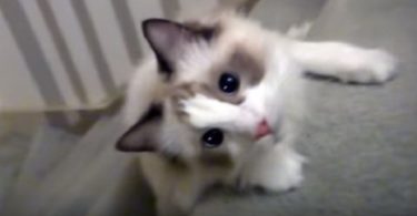 Cute Kitty Enjoys To Tumble Down The Stairs