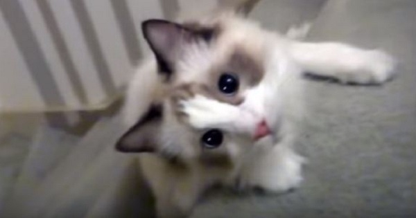 Cute Kitty Enjoys To Tumble Down The Stairs